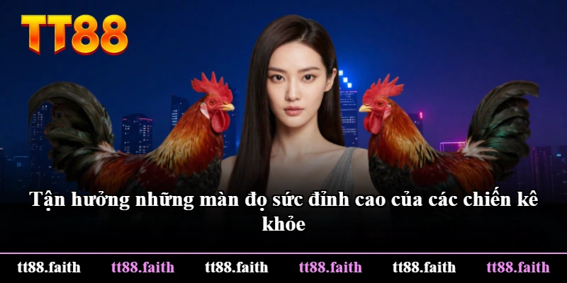 Tận hưởng những màn đọ sức đỉnh cao của các chiến kê khỏe Tận hưởng những màn đọ sức đỉnh cao của các chiến kê khỏe